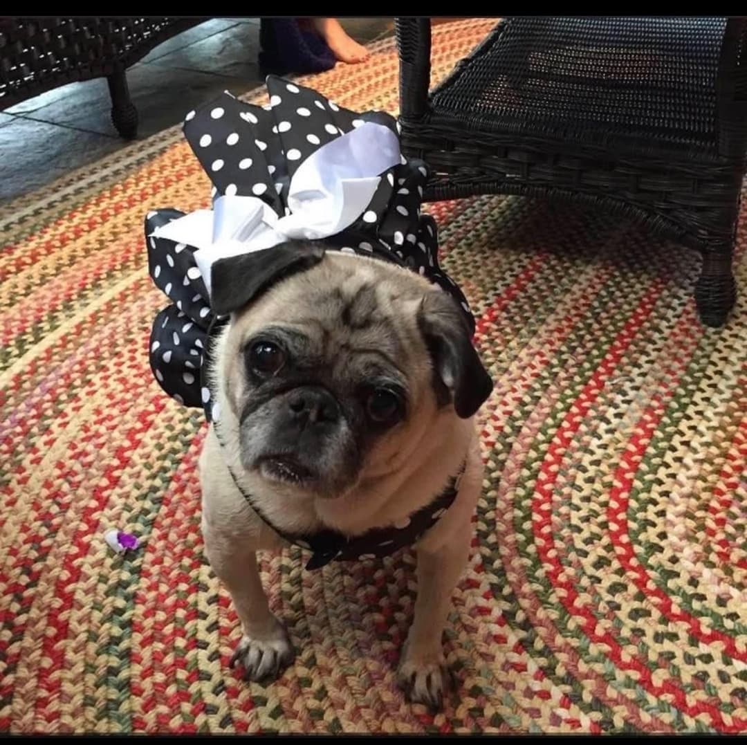 pug